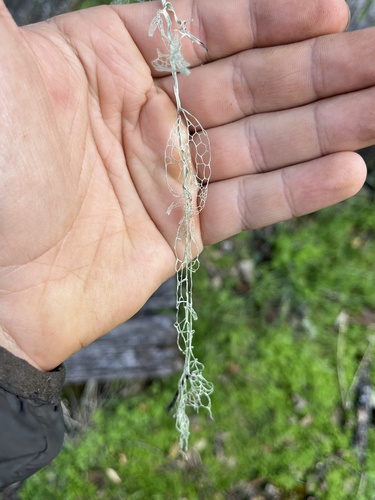 iNaturalist observation photo of lace lichen