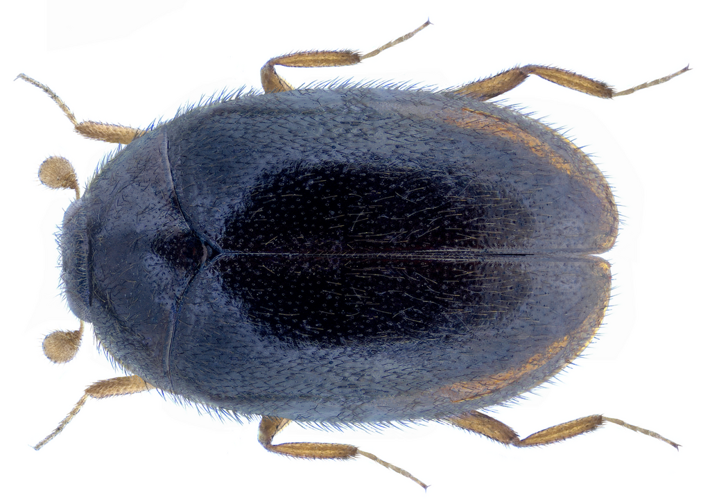 Skin beetle