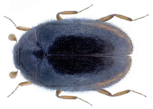 Skin beetle