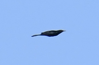 White-necked Crow (Corvus leucognaphalus), photo 9