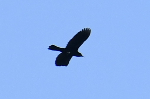 White-necked Crow (Corvus leucognaphalus), photo 10