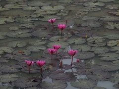 Nymphaea rubra