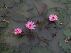 Nymphaea rubra