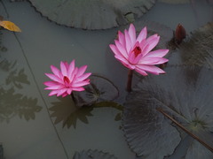 Nymphaea rubra