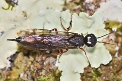 Xiphydria camelus