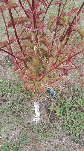 Foto de Calanchoê