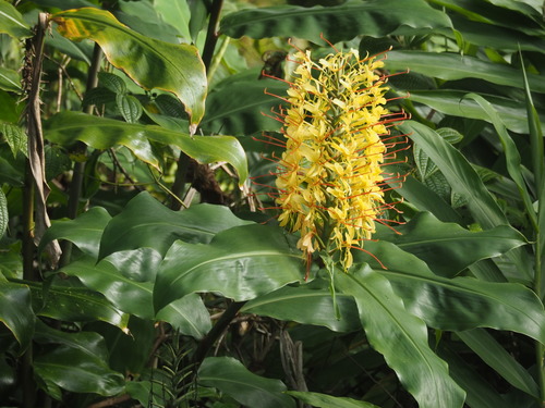 Kahili ginger