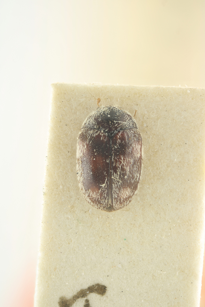 Orphinus interioris