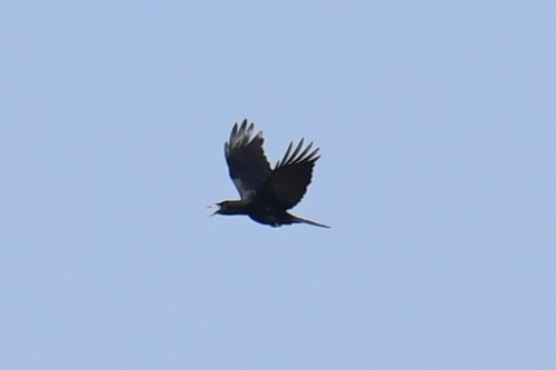 White-necked Crow (Corvus leucognaphalus), photo 4