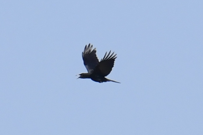 White-necked Crow (Corvus leucognaphalus), photo 4