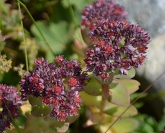 Hylotelephium anacampseros
