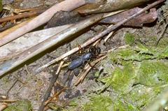 Thelyphonidae