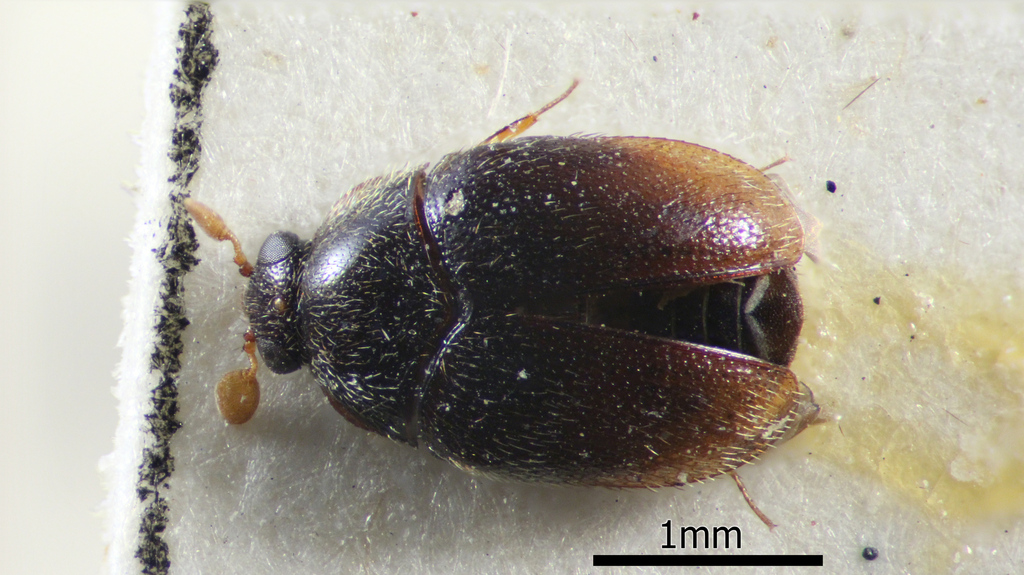 Orphinus haemorrhoidalis