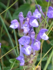 Scutellaria alpina