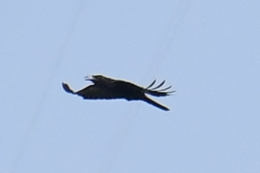 White-necked Crow (Corvus leucognaphalus), photo 5