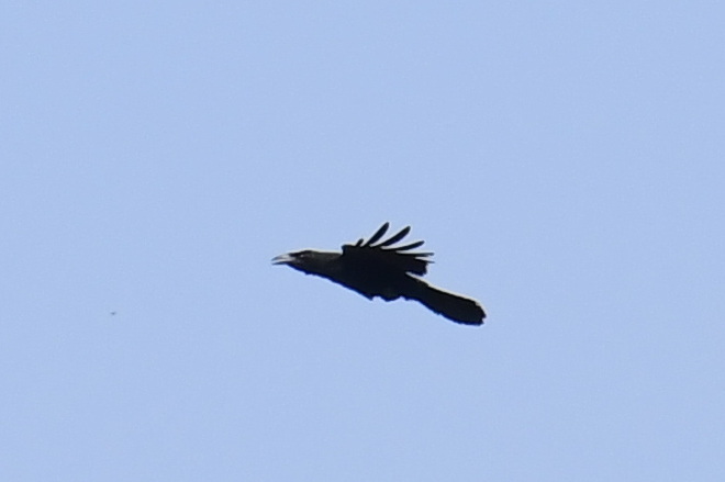 White-necked Crow (Corvus leucognaphalus), photo 6