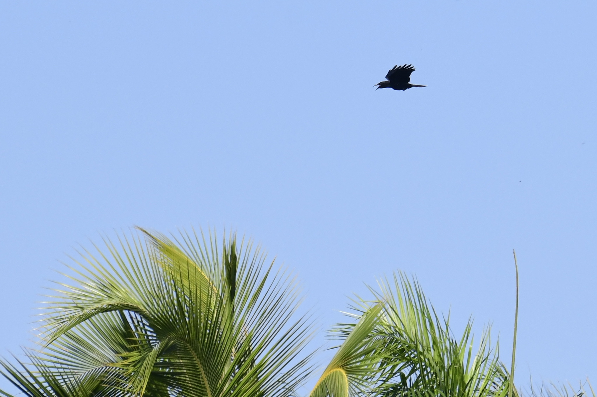 White-necked Crow (Corvus leucognaphalus), photo 7