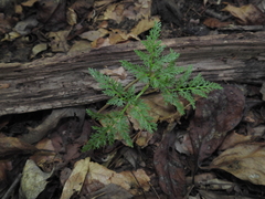 Sceptridium dissectum dissectum