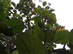 Brachyglottis rotundifolia