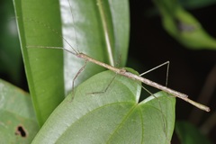 Planososibia esacus