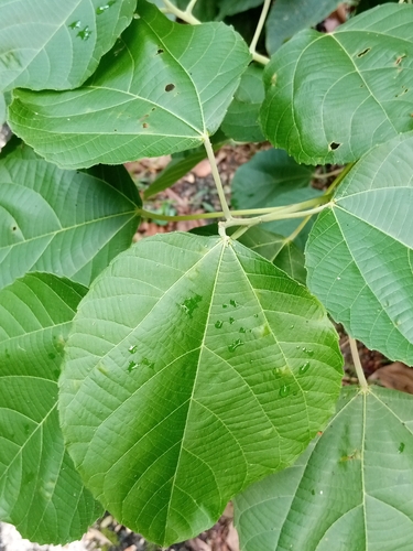 Foto de Tapiá