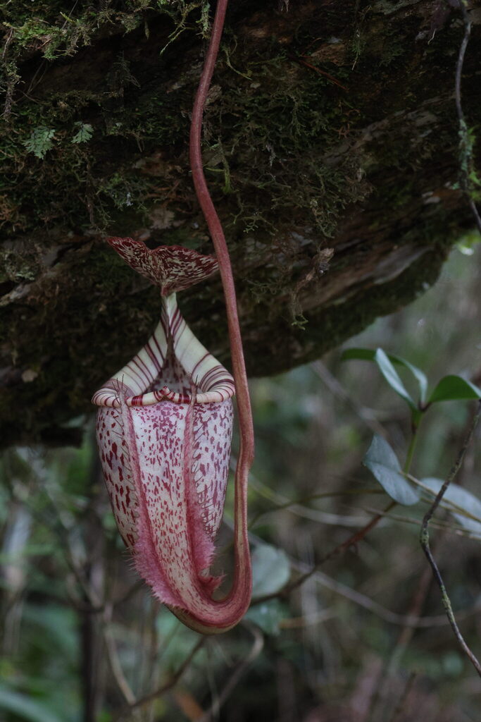 Nepenthes burbidgeae Hook.f. ex Burb.