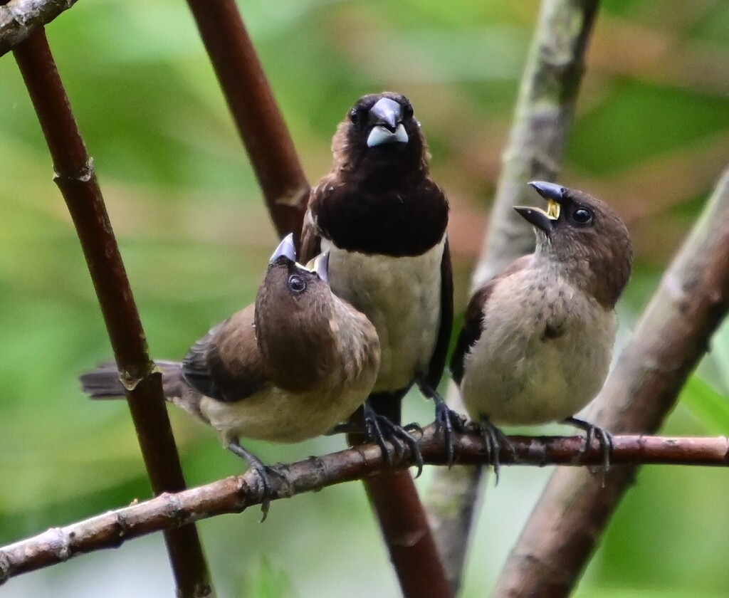 Javan Munia
