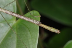 Planososibia esacus