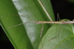 Planososibia esacus