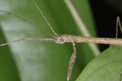 Planososibia esacus