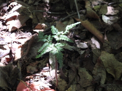 Sceptridium dissectum dissectum