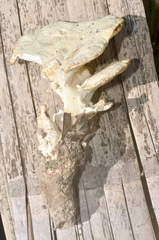 Mycorrhaphoides stalpersii