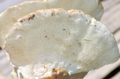 Mycorrhaphoides stalpersii