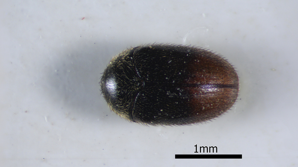 Orphinus parainfasciatus