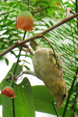 Ploceus jacksoni