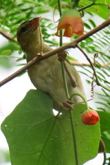 Ploceus jacksoni