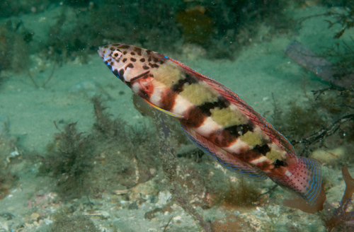 Snakeskin wrasse (Eupetrichthys angustipes) — Labridae — 5
