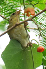 Ploceus jacksoni
