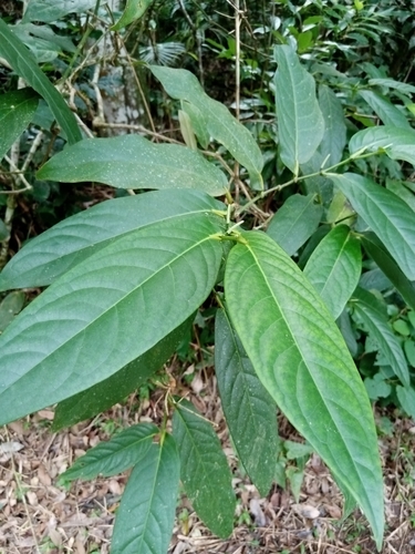 Foto de Pimenta-de-macaco