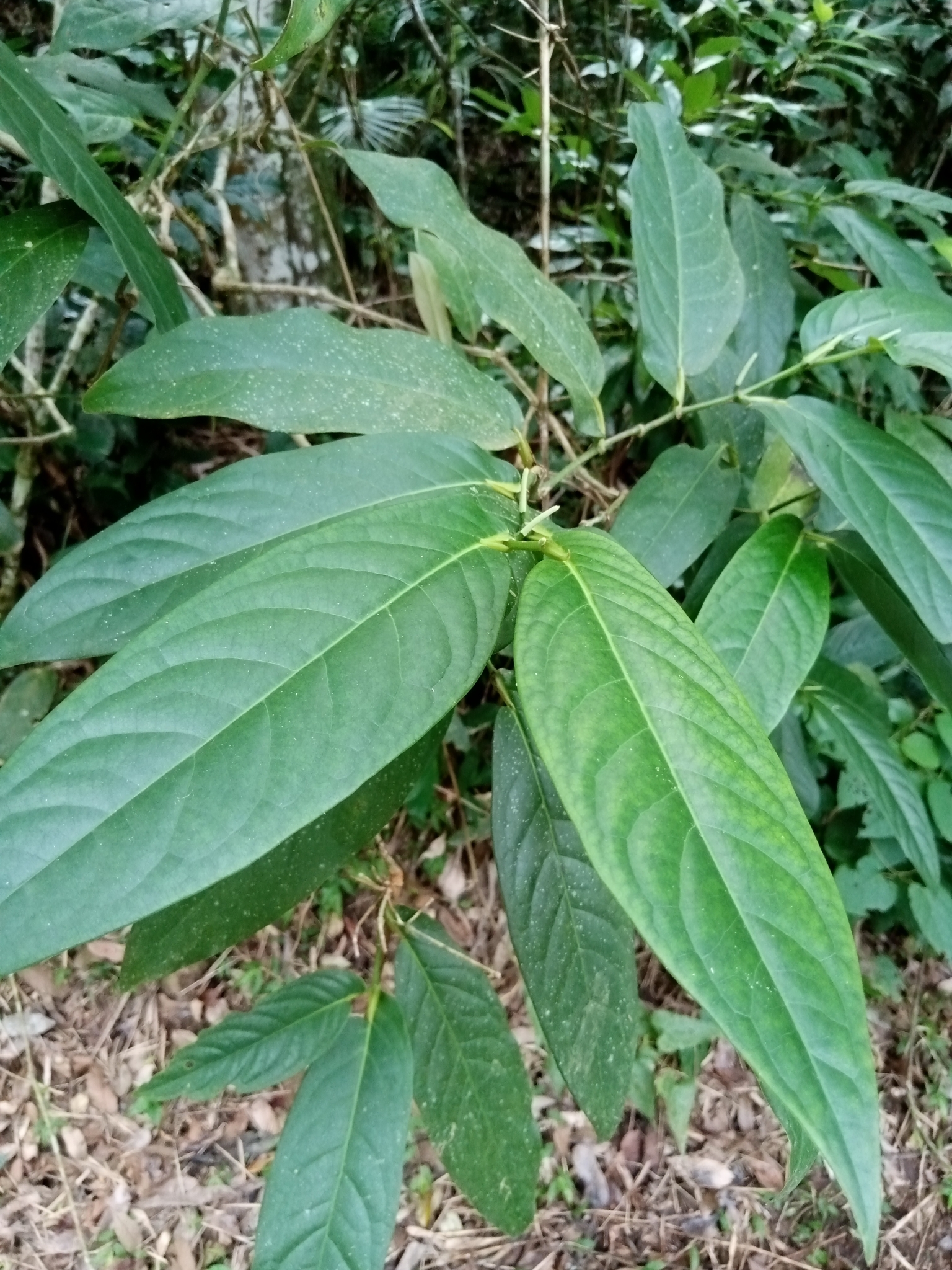 Imagem de Pimenta-de-macaco