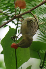 Ploceus jacksoni