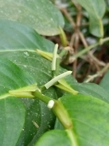 Foto de Pimenta-de-macaco