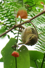 Ploceus jacksoni