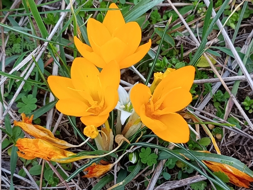Crocus flavus, photograph 6