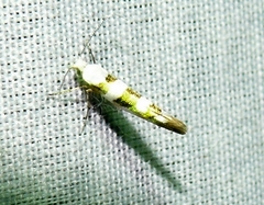 Argyresthia