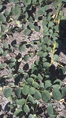 Capparis spinosa herbacea