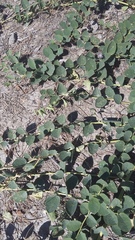 Capparis spinosa herbacea