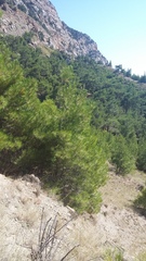 Pinus brutia pityusa