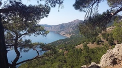 Pinus brutia pityusa