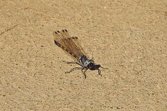 Cordulephya pygmaea